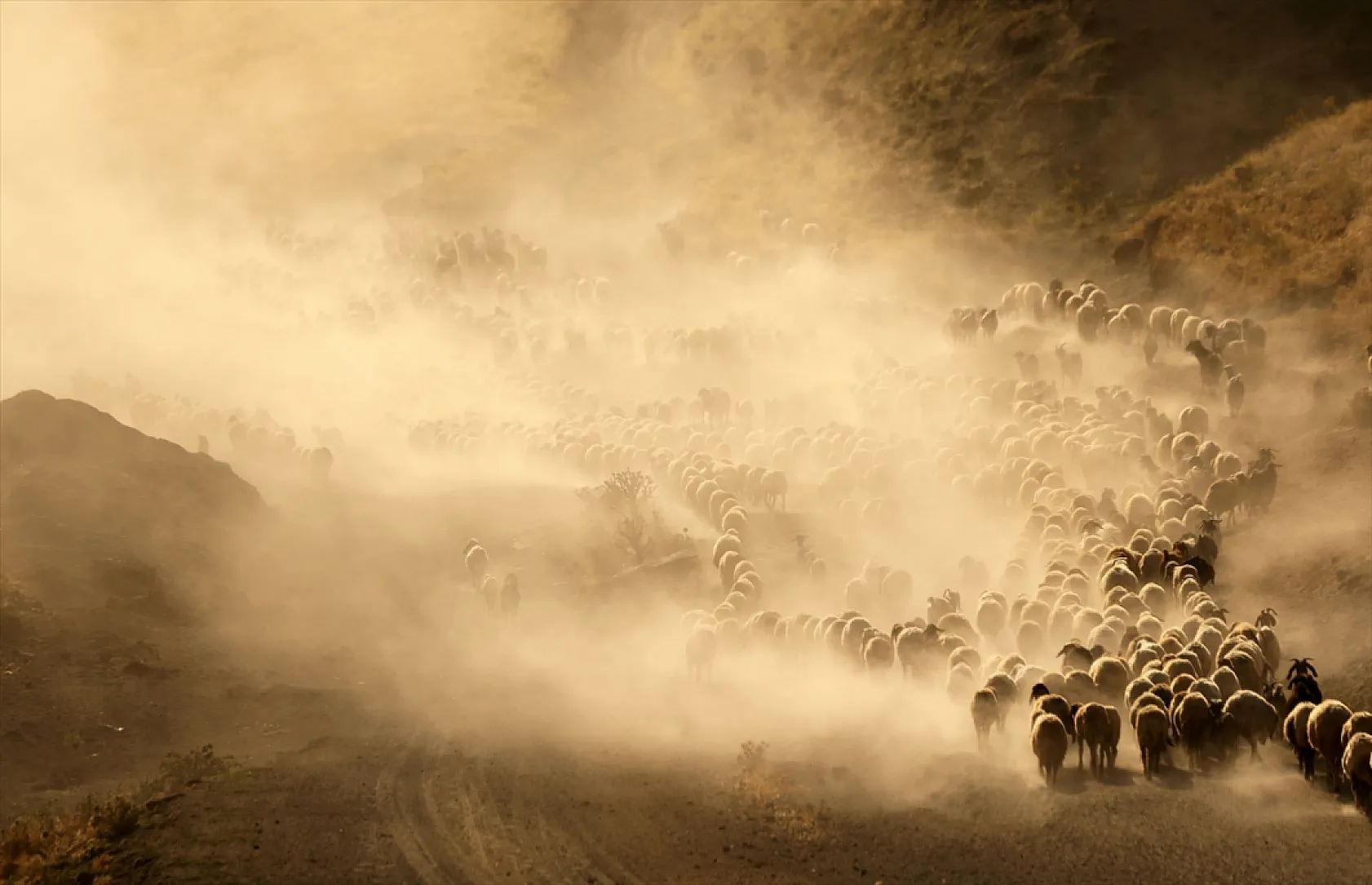 Hayvan sürüleri Nemrut Dağı eteklerinde besleniyor