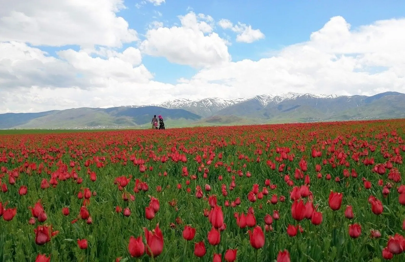Muş lalelerinin eşsiz manzarası...
