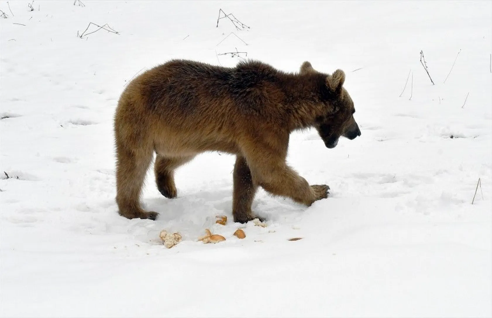 Aç kalan ayı yavrusu ilçeye indi
