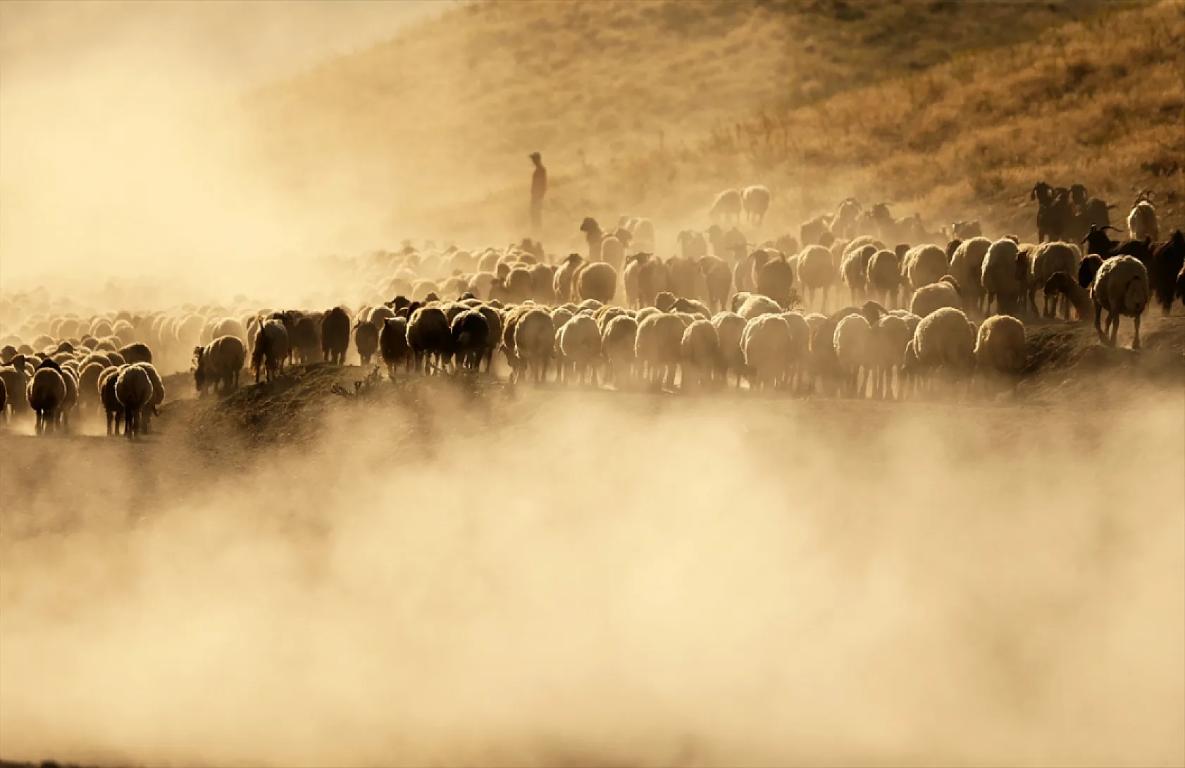 Hayvan sürüleri Nemrut Dağı eteklerinde besleniyor