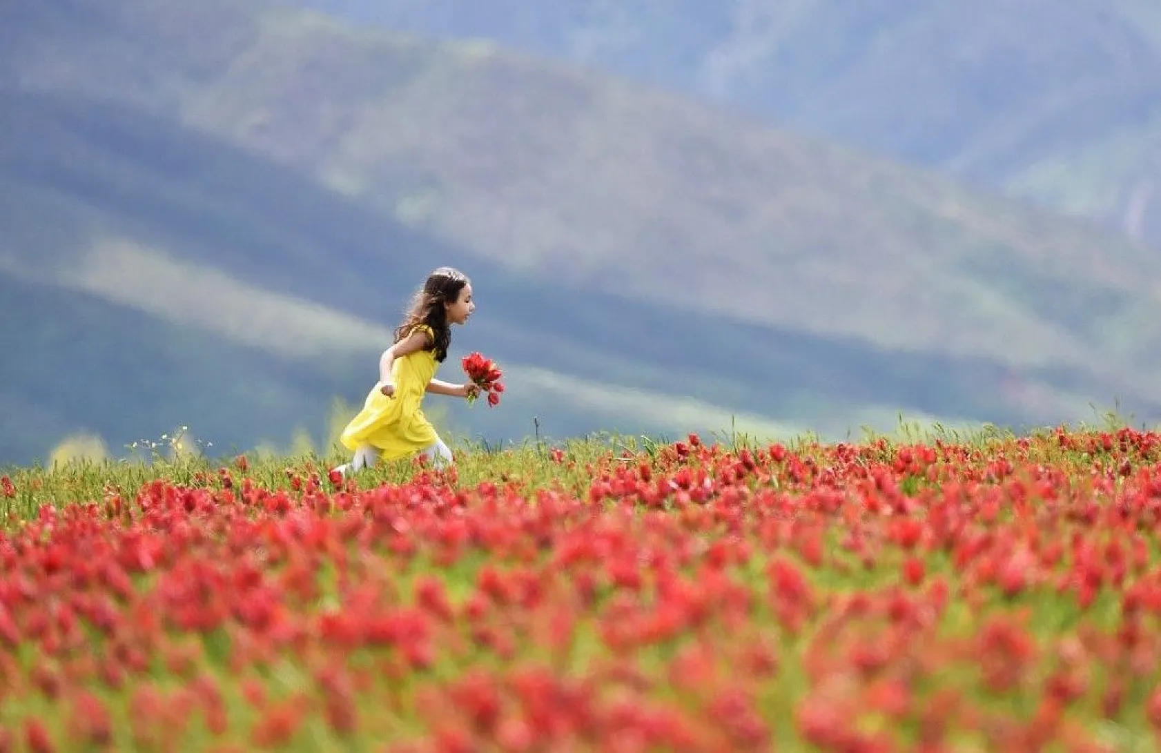 Muş lalelerinin eşsiz manzarası...
