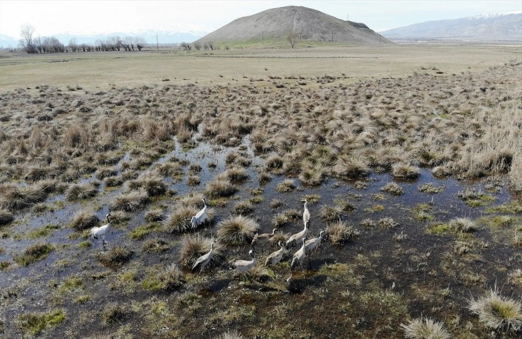Türkülere ilham veren allı turnalar Anadolu'yu mesken tuttu