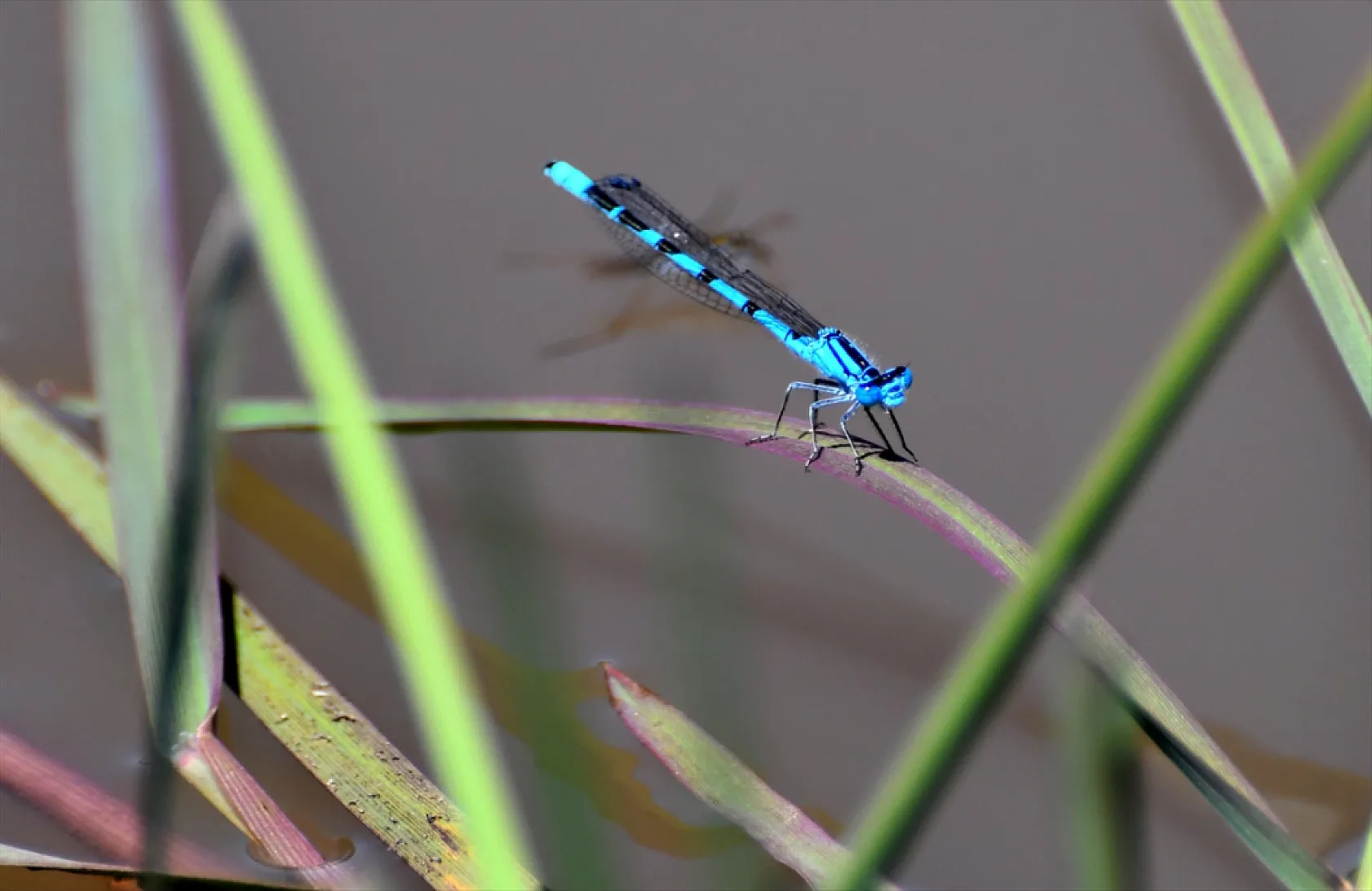 Yusufçuk böcekleri doğaya renk kattı