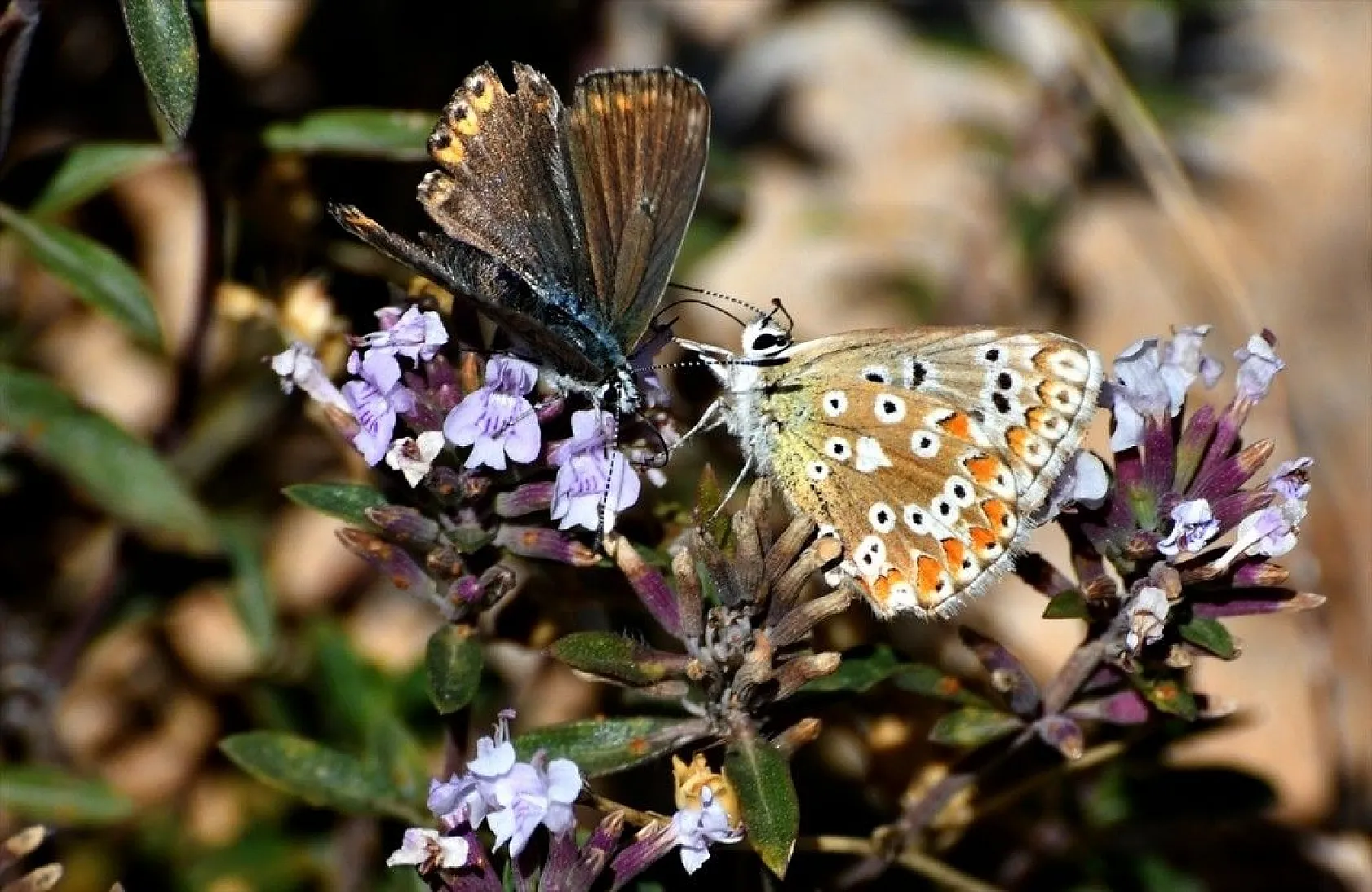 Sarıkamış'ta sonbahar güzelliği