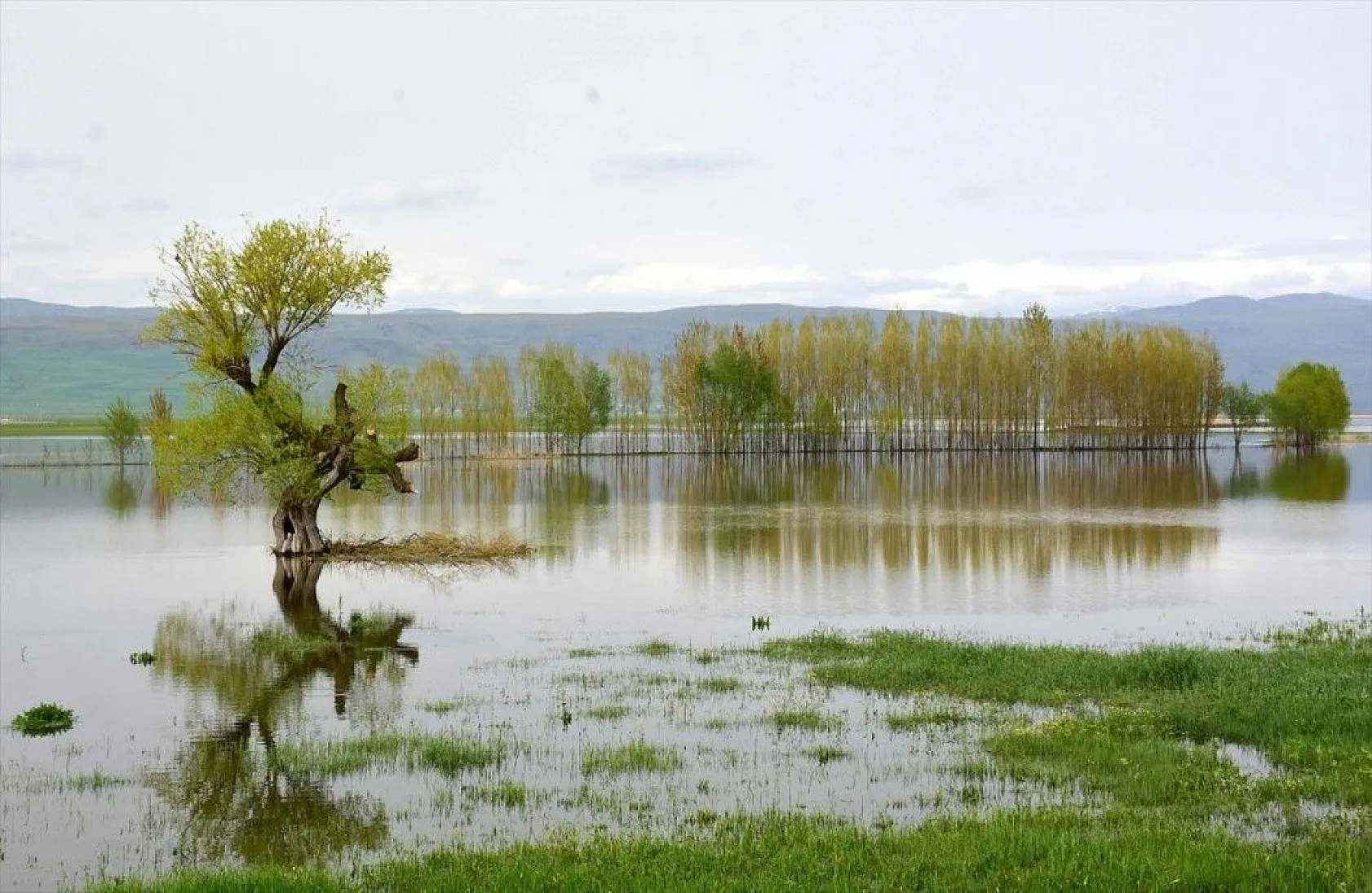 Muş Ovası'nda ağaçların suya yansıyan güzelliği