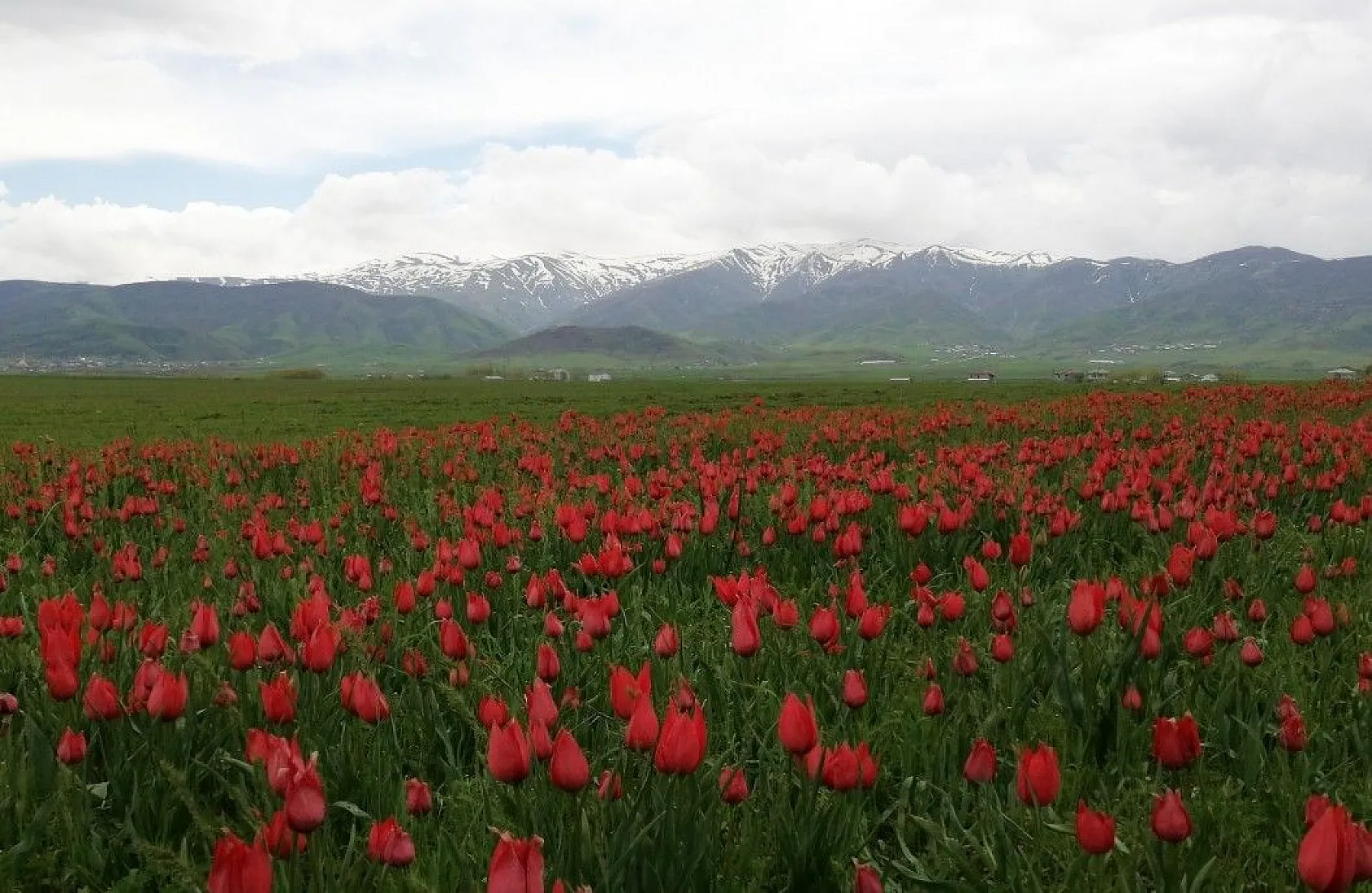 Muş lalelerinin eşsiz manzarası...
