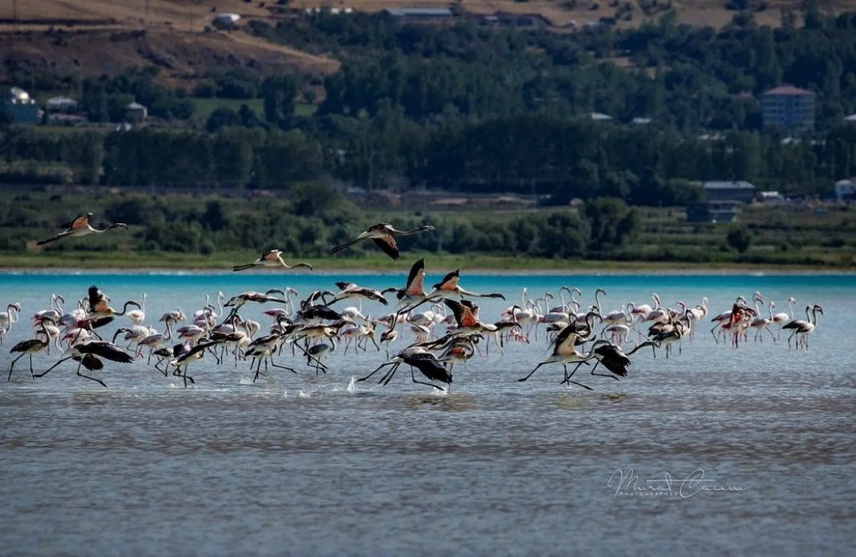 Flamingoların eşsiz dansı