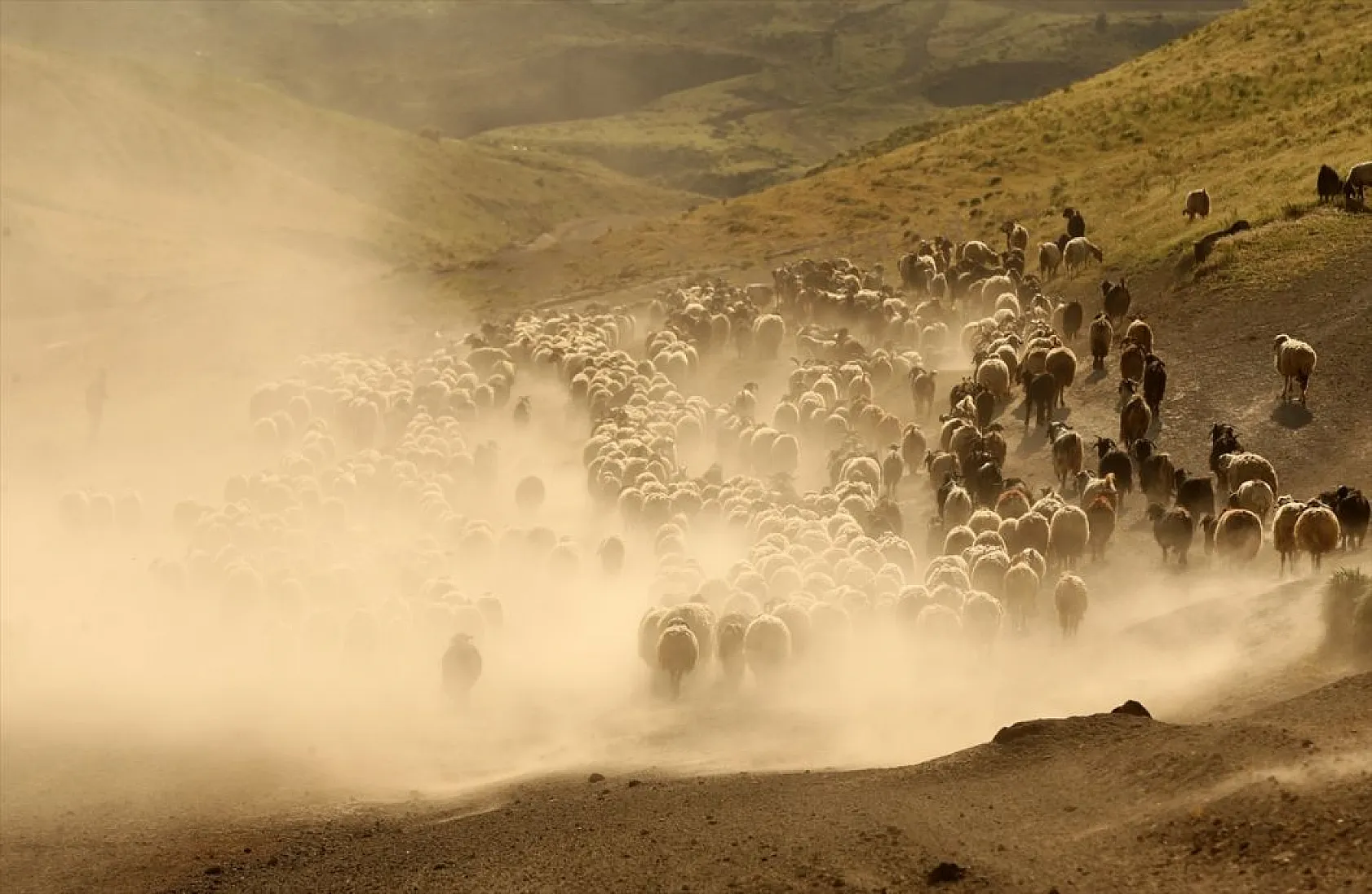 Sürülerin tozlu yolculuğu
