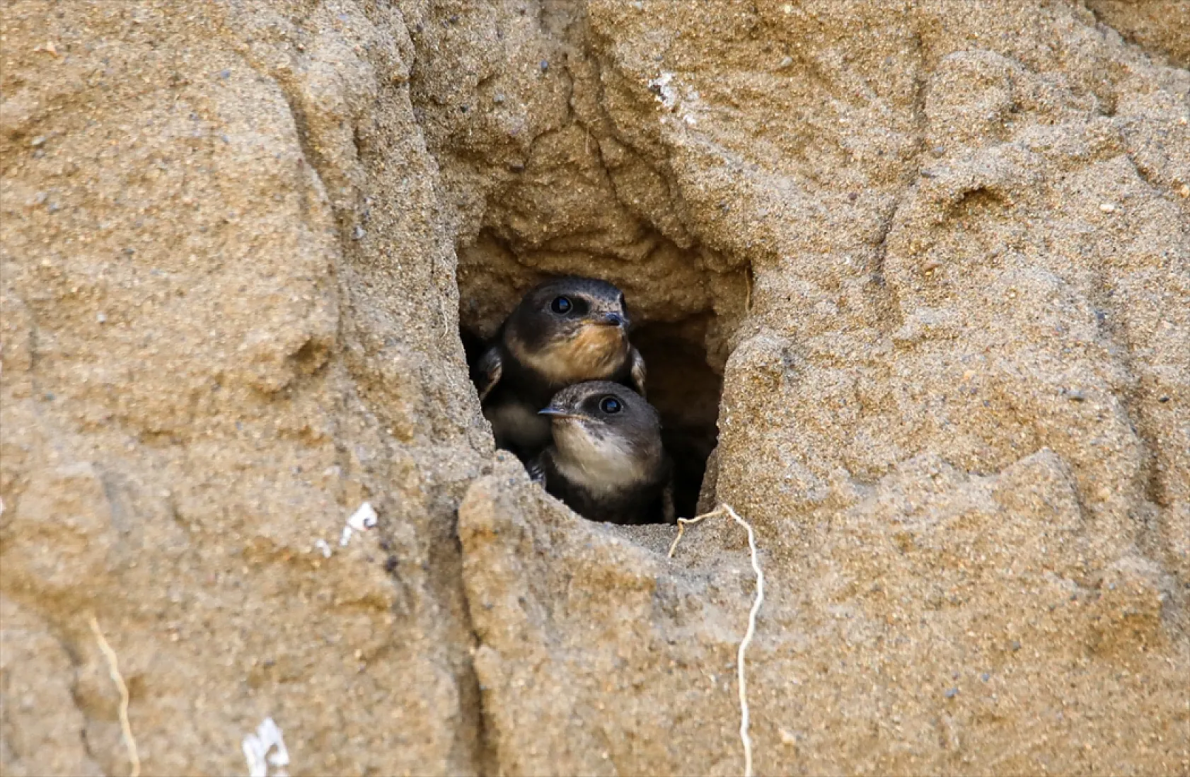 Fotoğraf tutkunlarının mekanı: Kırlangıç yuvaları