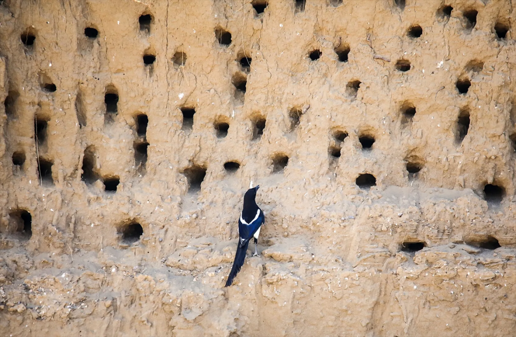 Fotoğraf tutkunlarının mekanı: Kırlangıç yuvaları