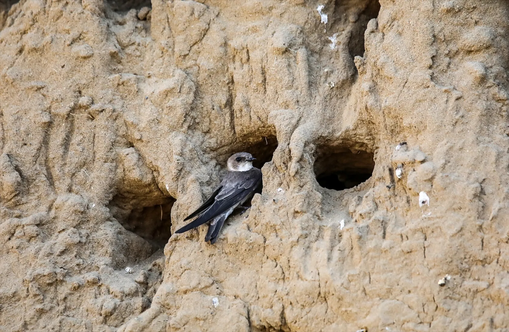 Fotoğraf tutkunlarının mekanı: Kırlangıç yuvaları