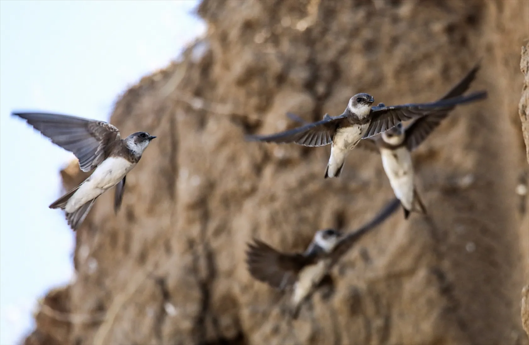 Fotoğraf tutkunlarının mekanı: Kırlangıç yuvaları