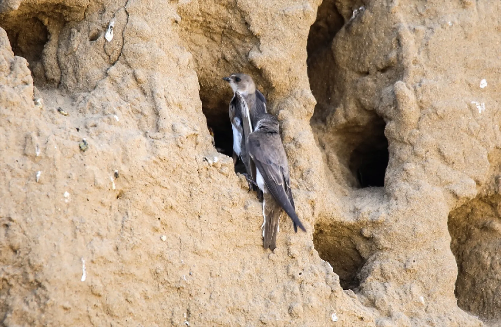 Fotoğraf tutkunlarının mekanı: Kırlangıç yuvaları