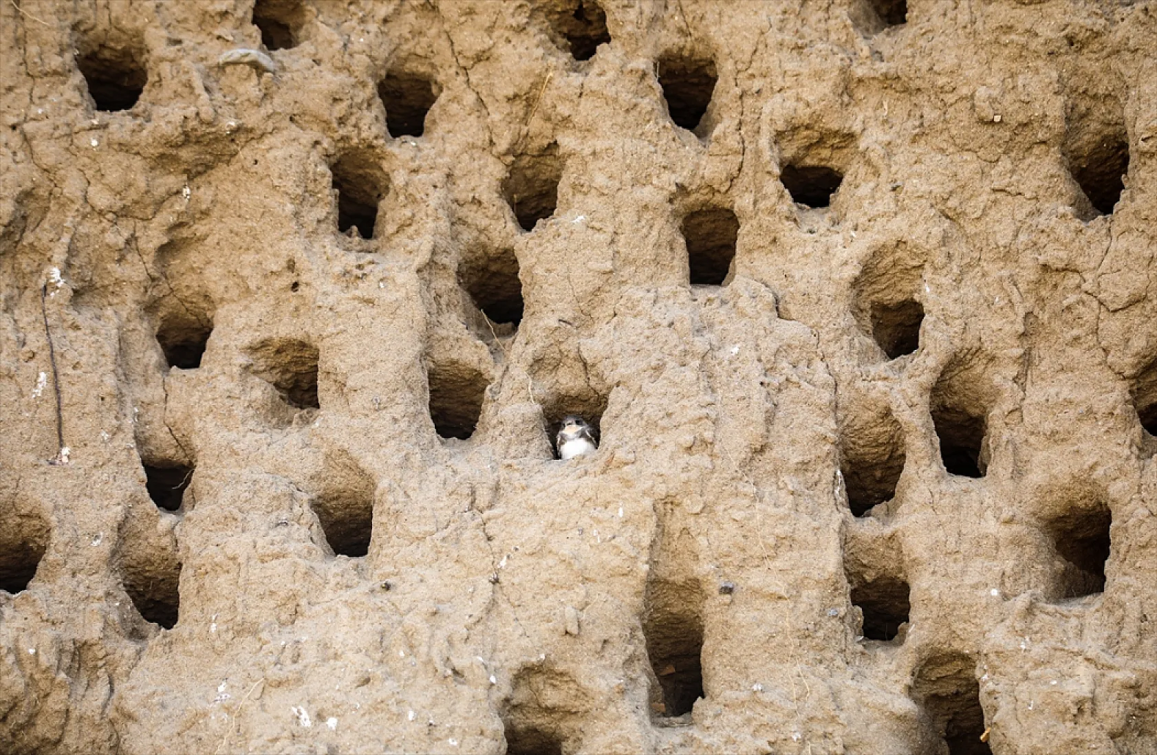 Fotoğraf tutkunlarının mekanı: Kırlangıç yuvaları