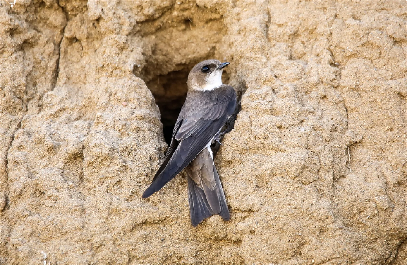 Fotoğraf tutkunlarının mekanı: Kırlangıç yuvaları