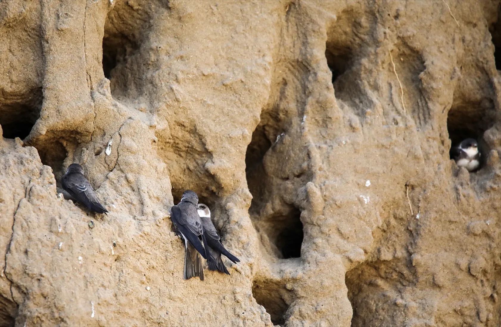 Fotoğraf tutkunlarının mekanı: Kırlangıç yuvaları