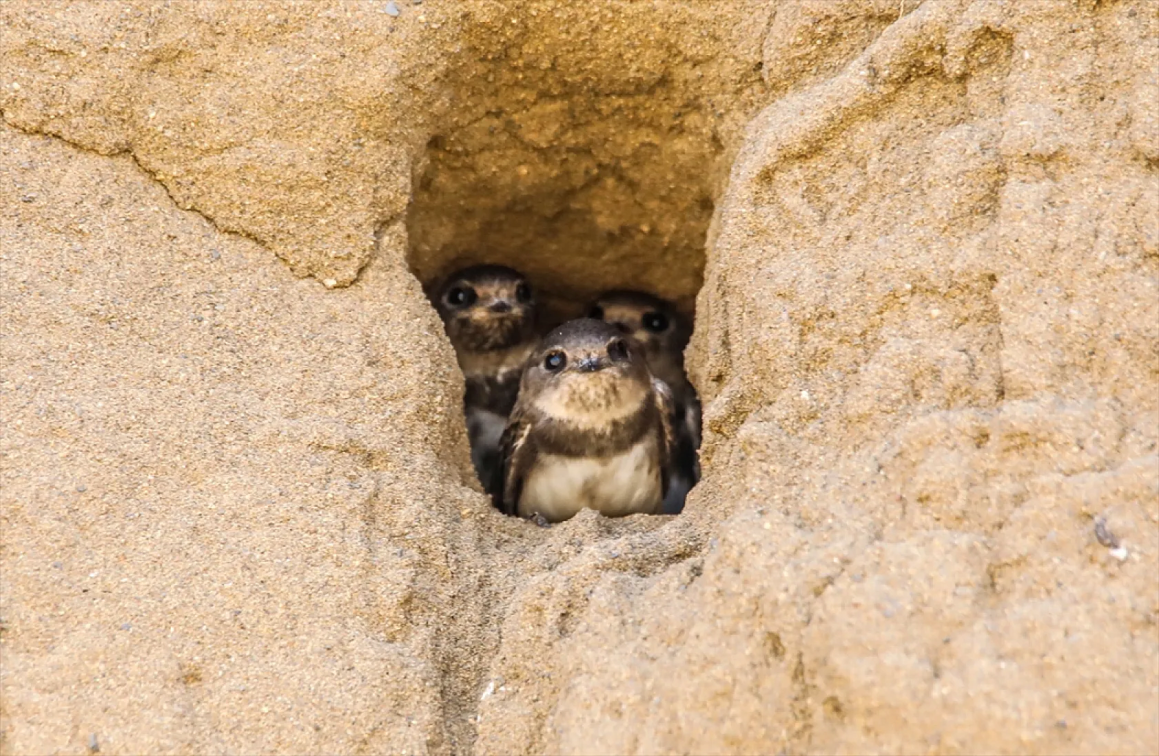 Fotoğraf tutkunlarının mekanı: Kırlangıç yuvaları