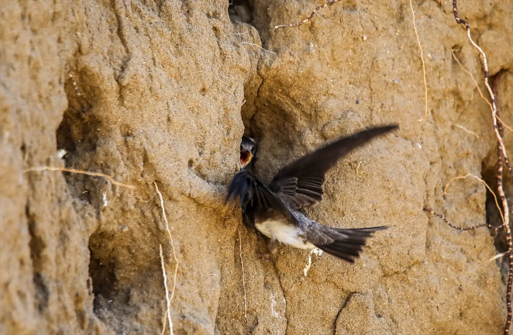 Fotoğraf tutkunlarının mekanı: Kırlangıç yuvaları