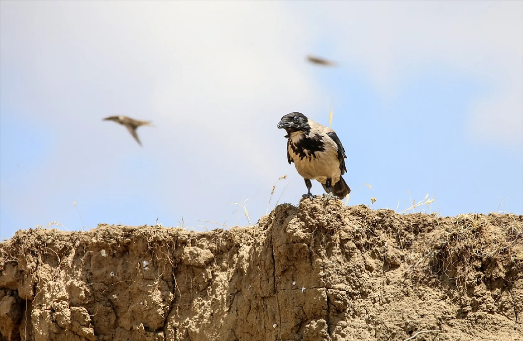 Fotoğraf tutkunlarının mekanı: Kırlangıç yuvaları