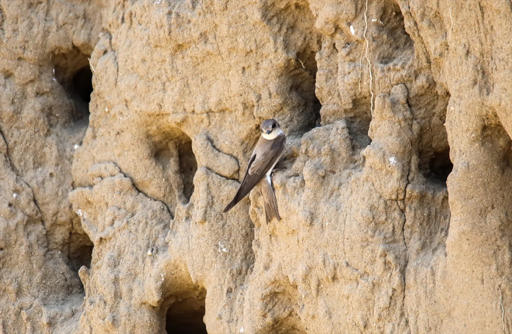 Fotoğraf tutkunlarının mekanı: Kırlangıç yuvaları