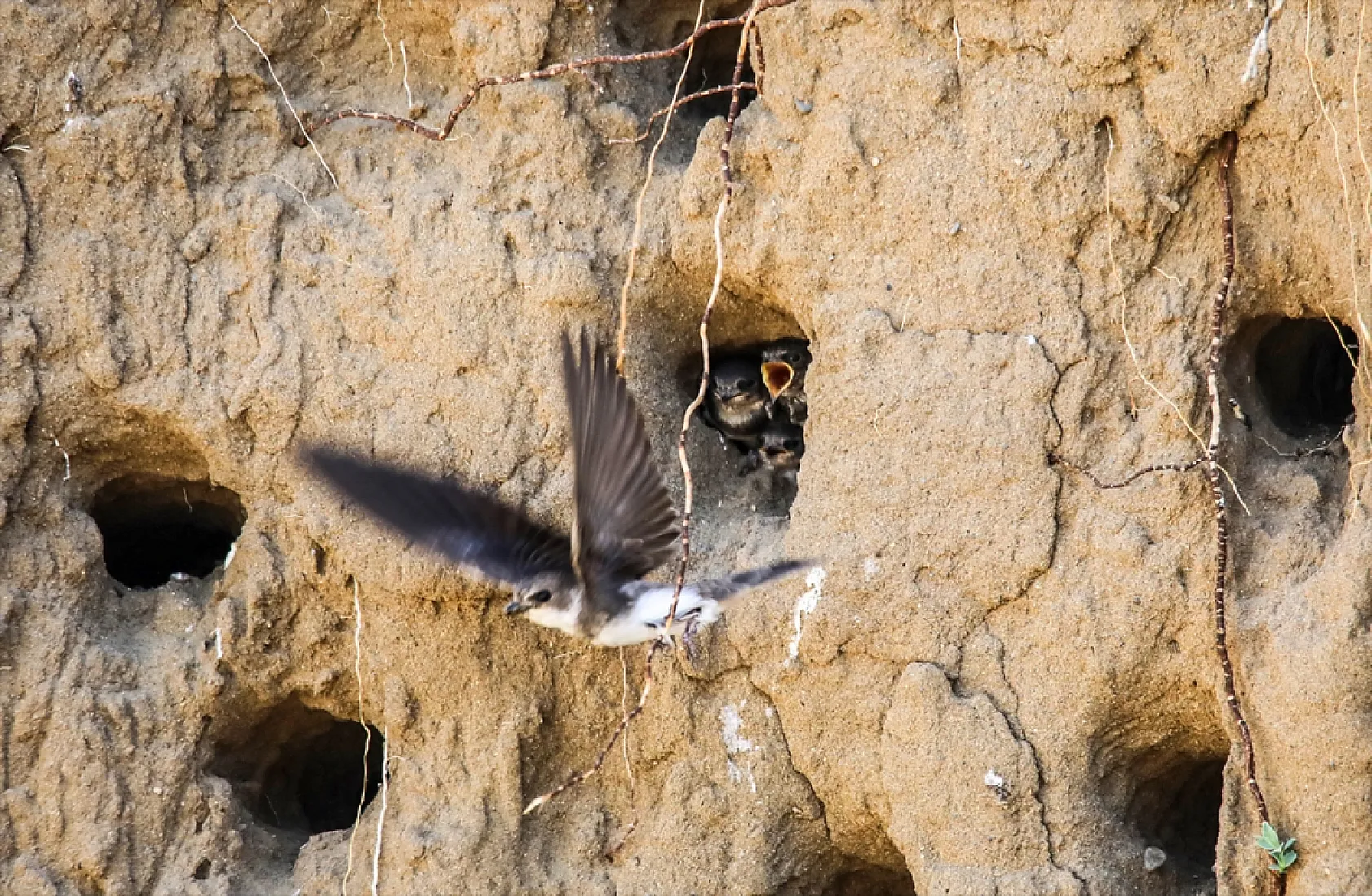 Fotoğraf tutkunlarının mekanı: Kırlangıç yuvaları