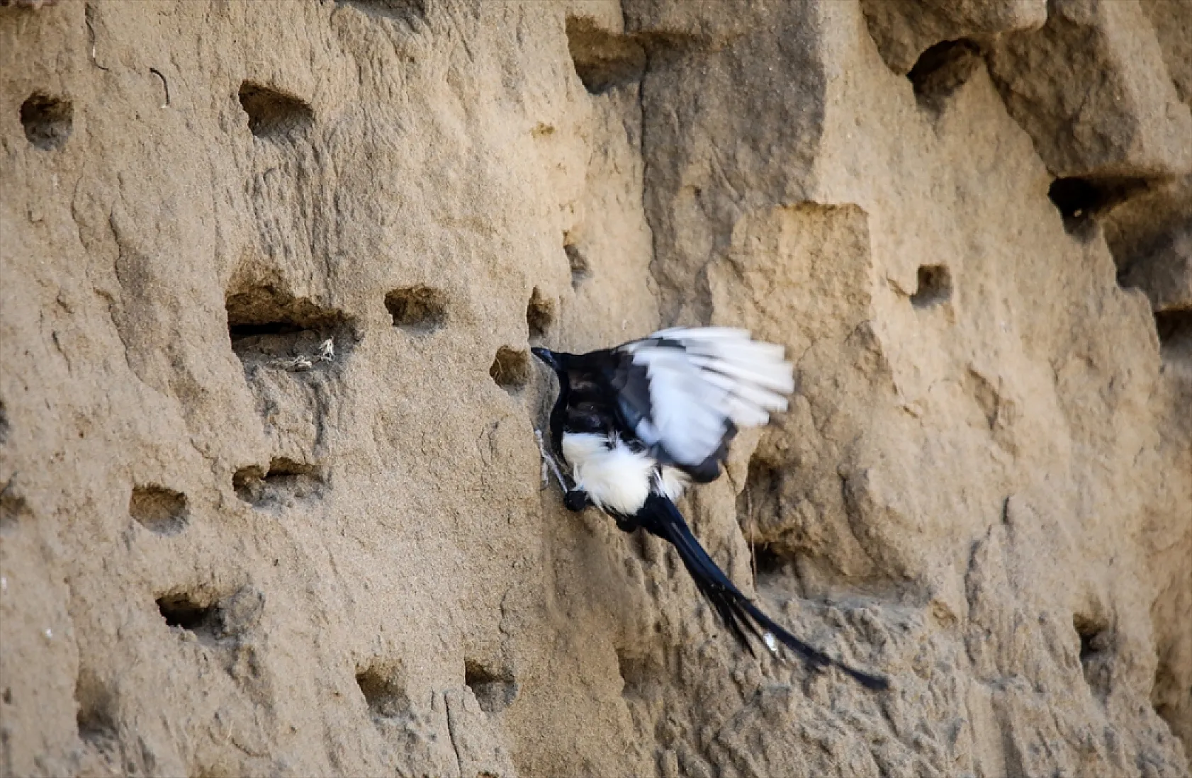 Fotoğraf tutkunlarının mekanı: Kırlangıç yuvaları