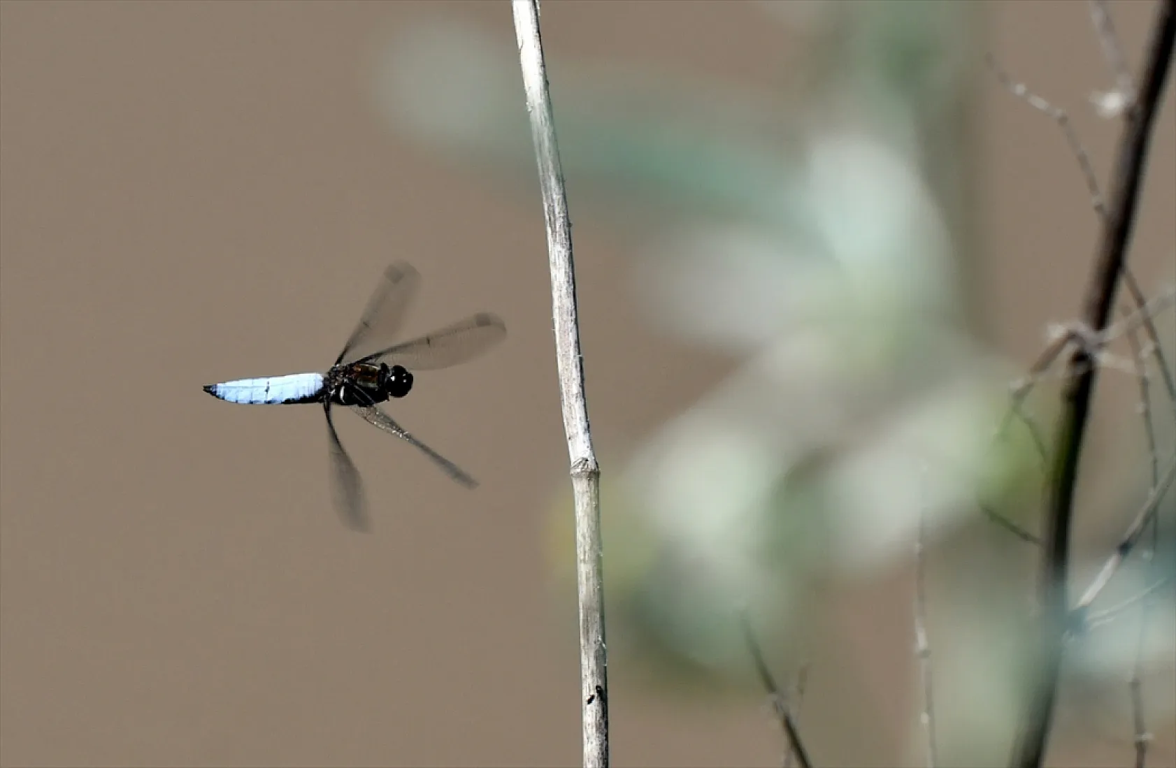 Yusufçuk böcekleri doğaya renk kattı
