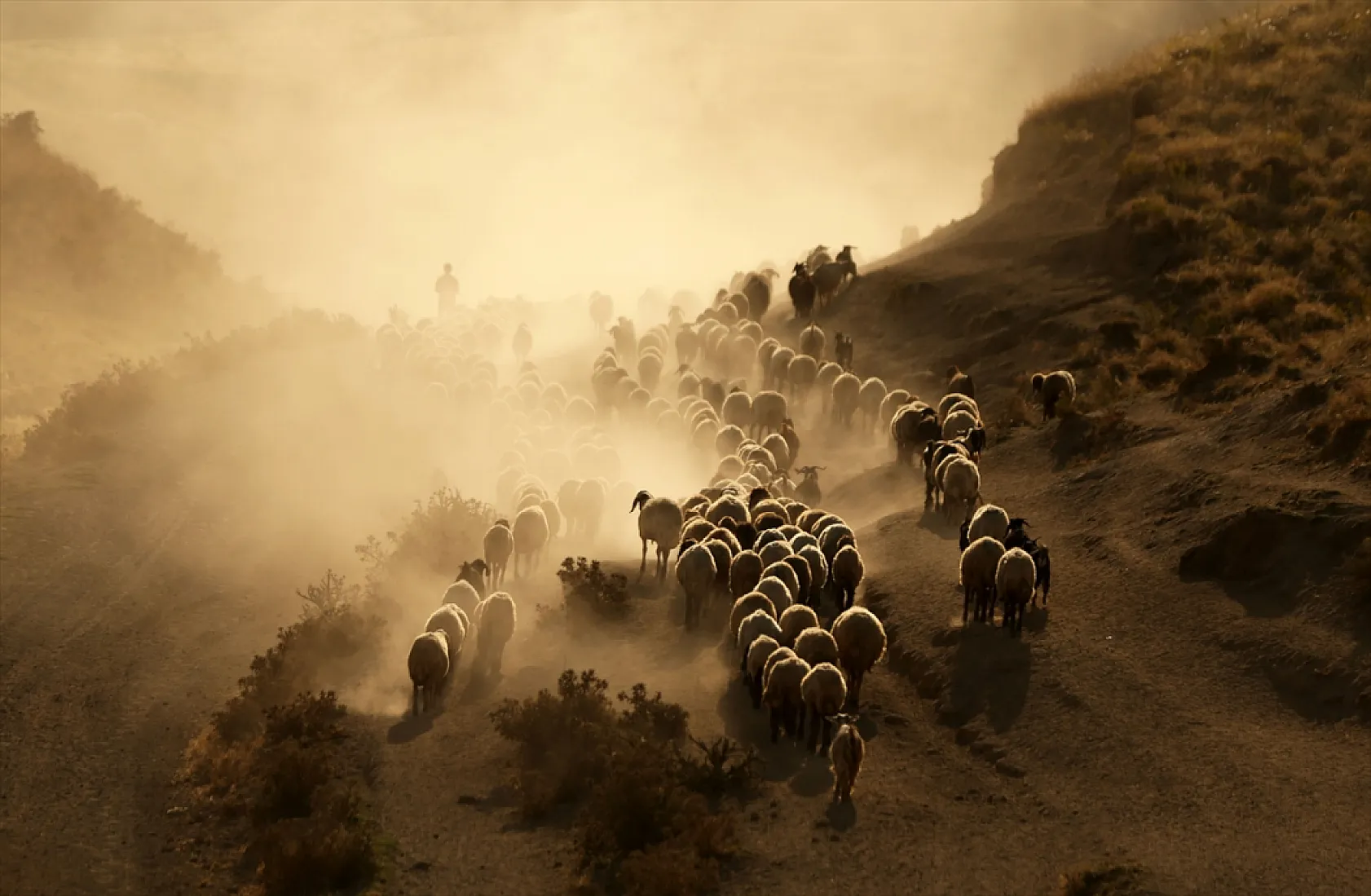 Hayvan sürüleri Nemrut Dağı eteklerinde besleniyor