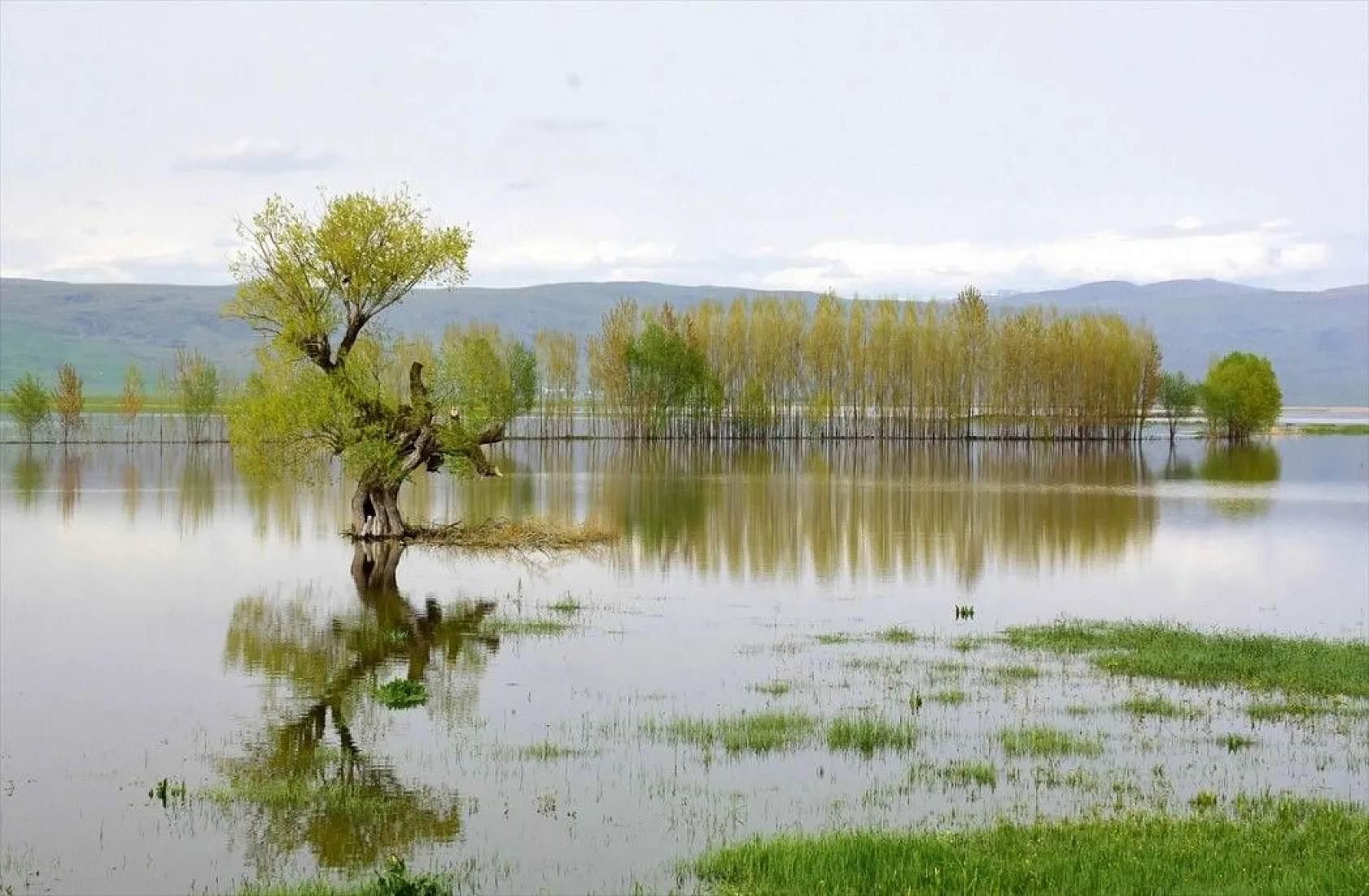 Muş Ovası'nda ağaçların suya yansıyan güzelliği
