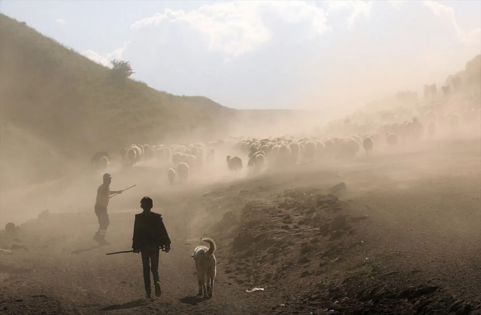 Sürülerin tozlu yolculuğu