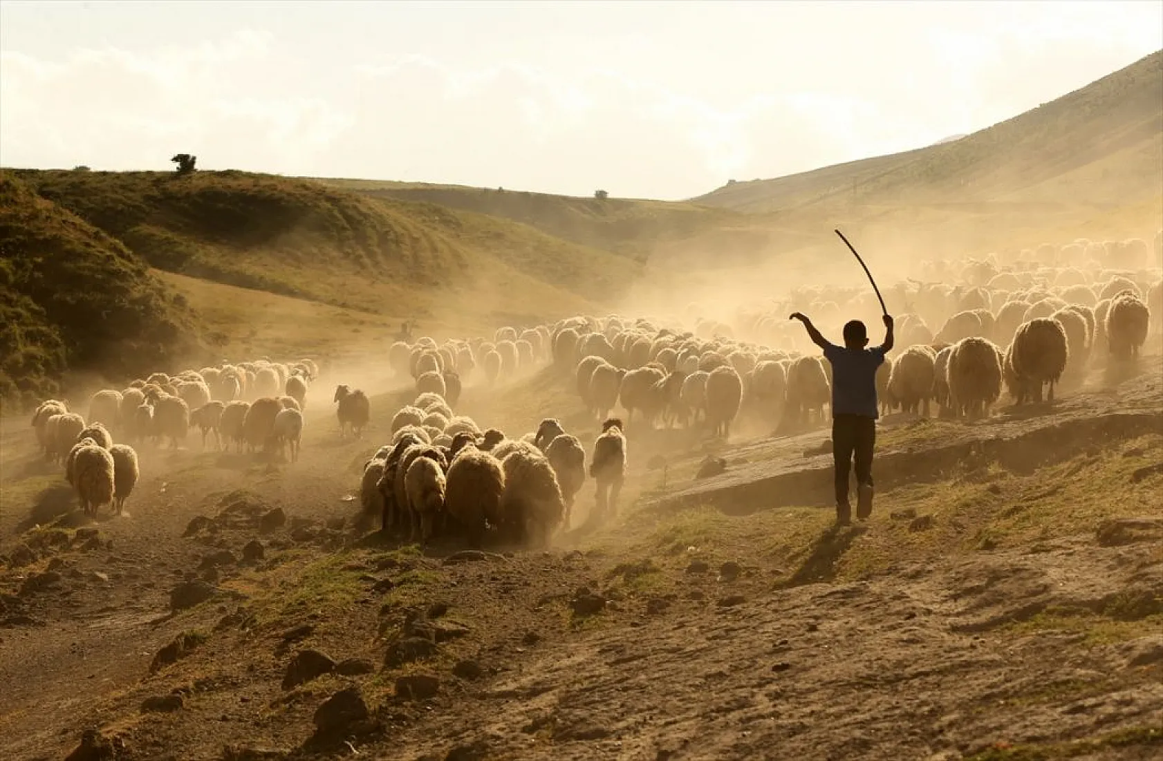 Sürülerin tozlu yolculuğu