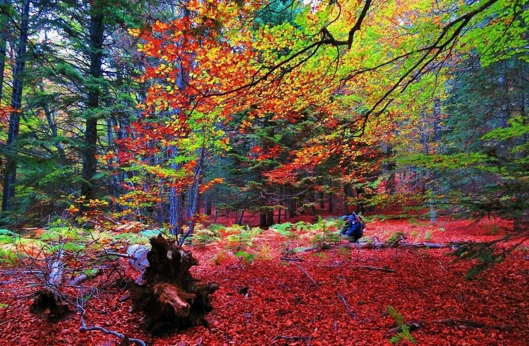 Kazdağları her mevsim başka renk giyiniyor