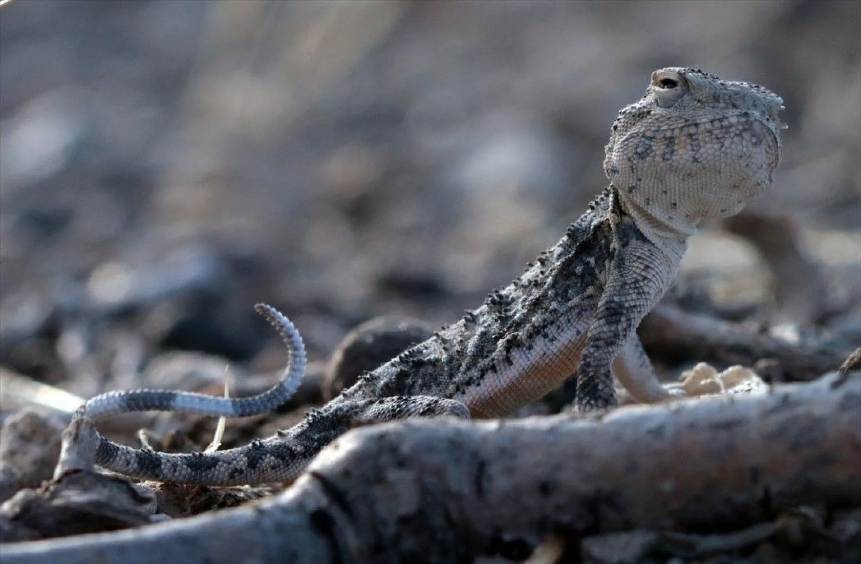 Ağrı Dağı'nın minik sürüngeni: 'Topbaş keleri'