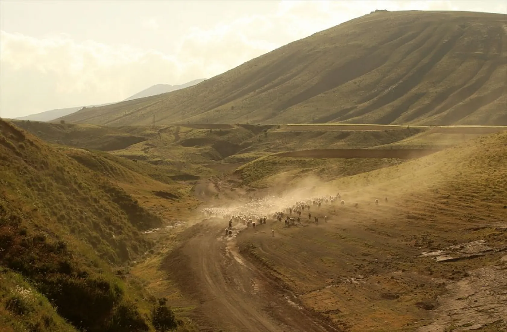 Sürülerin tozlu yolculuğu