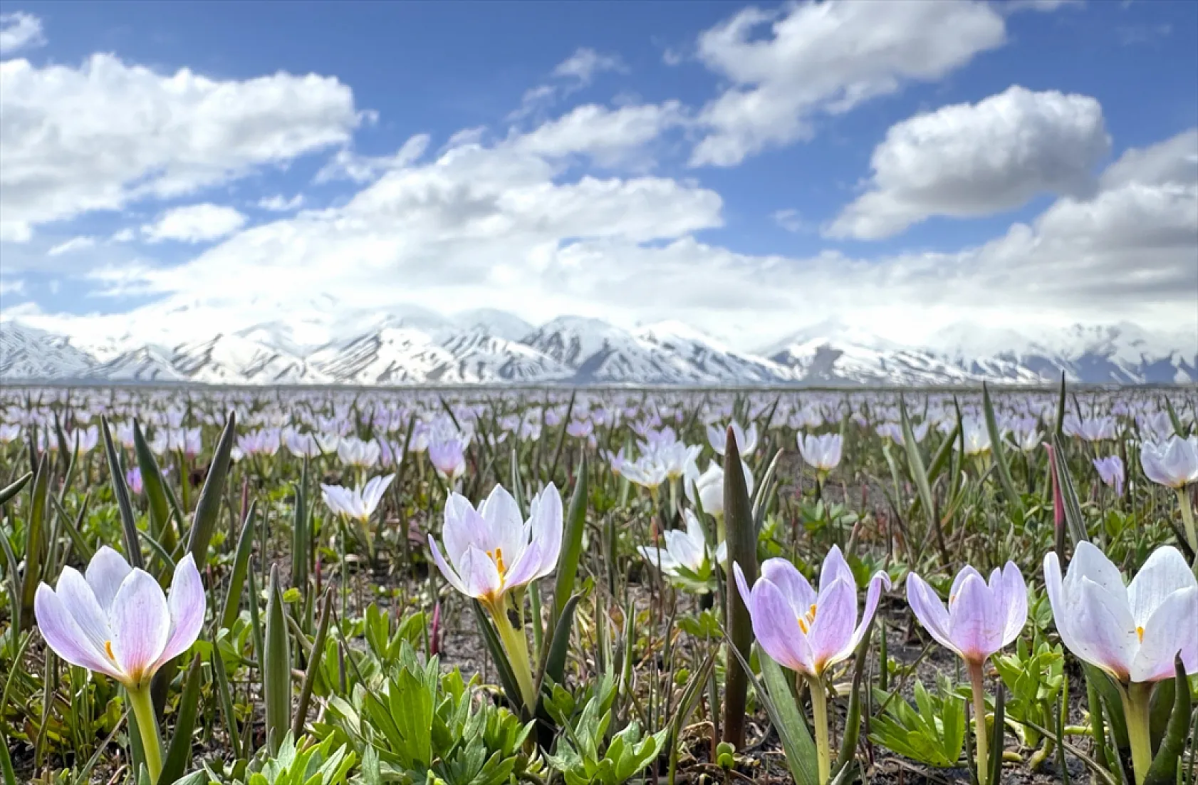 Yüksekova'da çiçek açan çiğdemler doğaya renk kattı