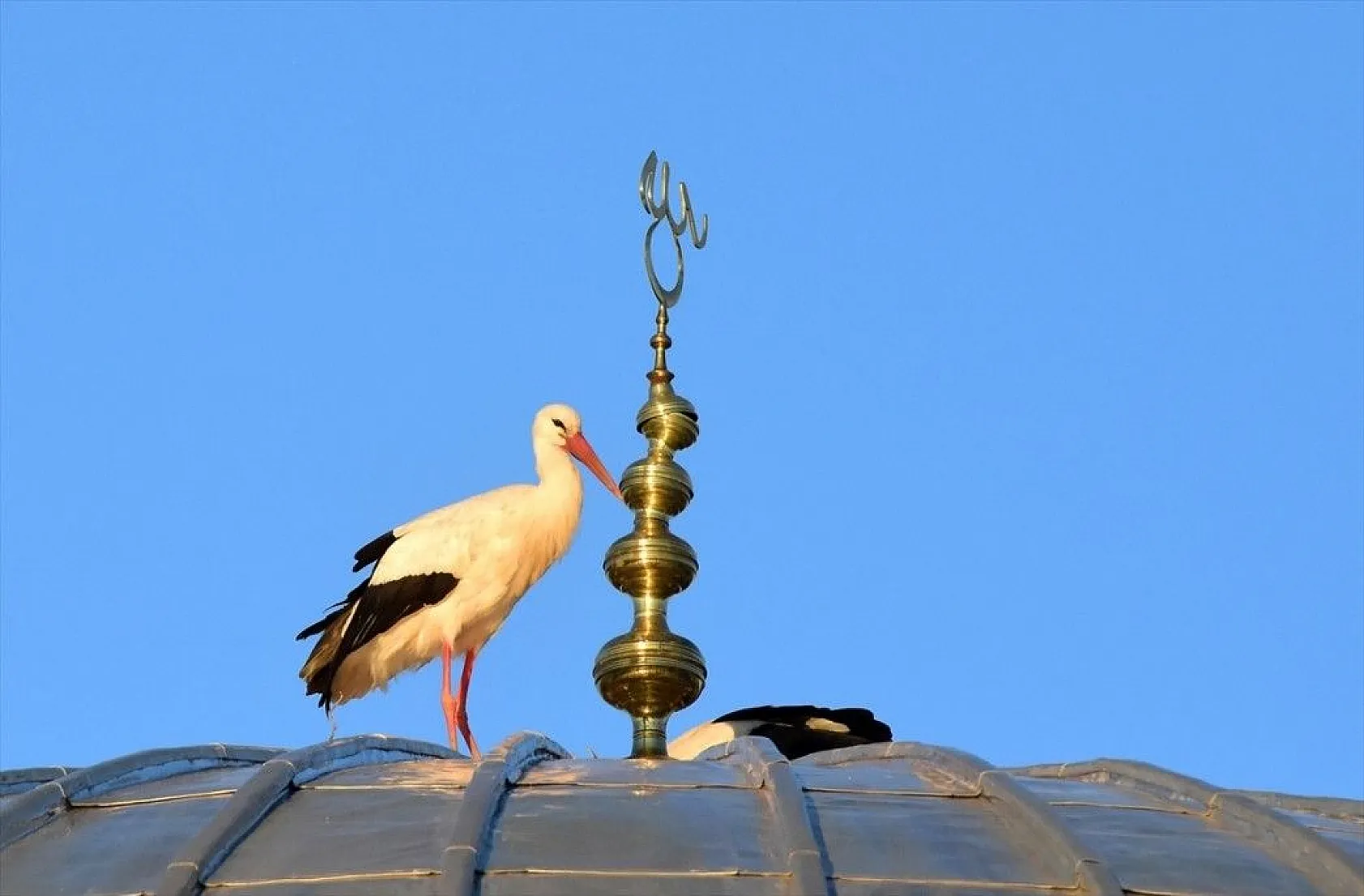Muş Ovası kuş türlerine ev sahipliği yapıyor
