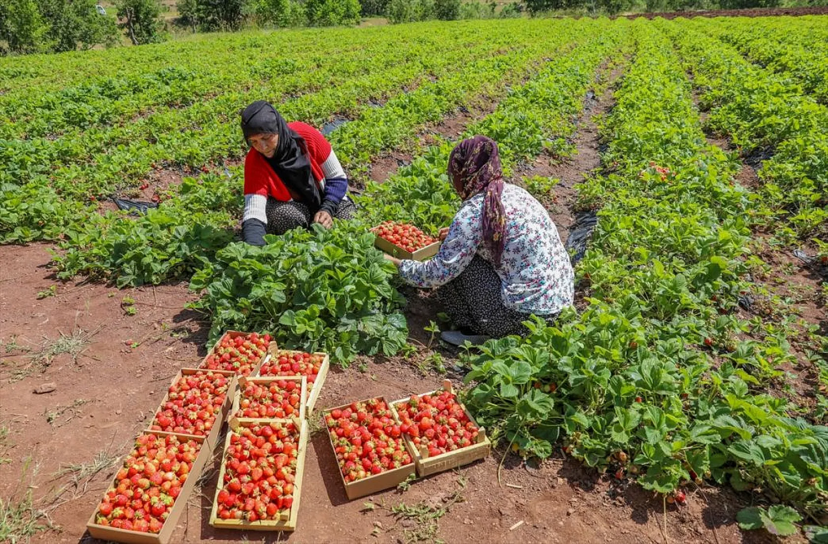 Osmanlı çileği tezgaha inmeden satılıyor