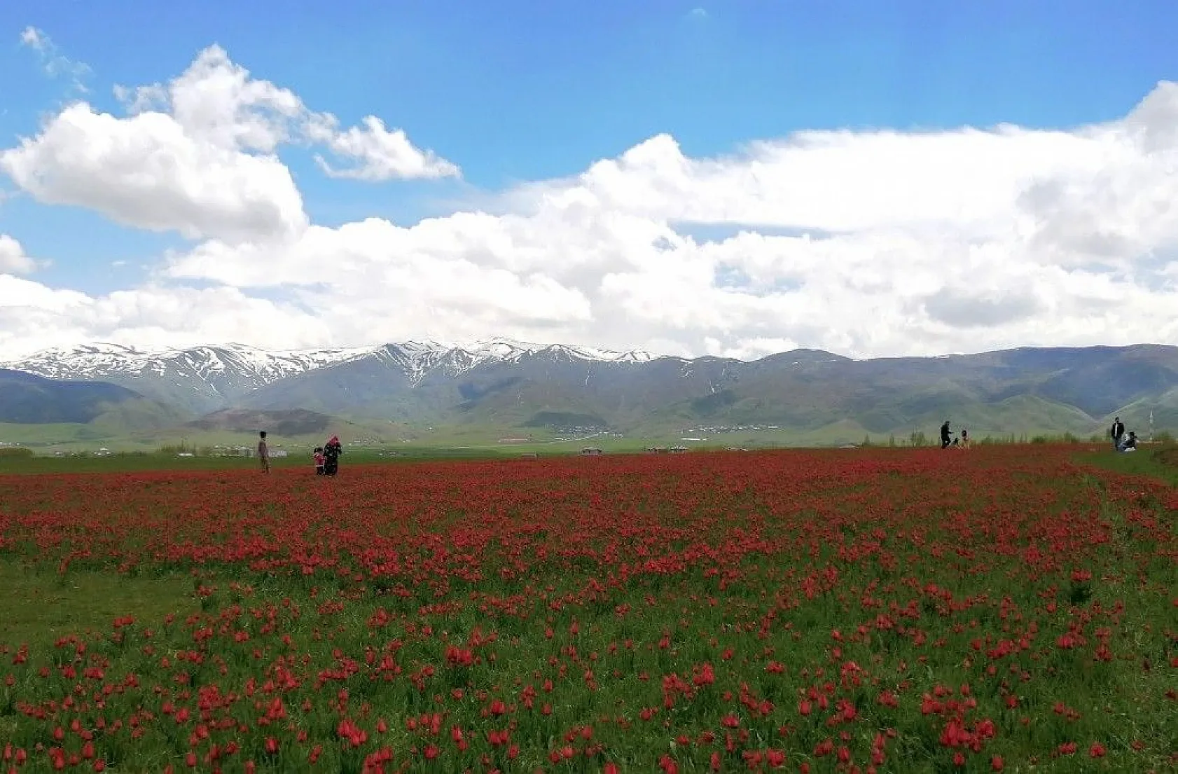 Muş lalelerinin eşsiz manzarası...
