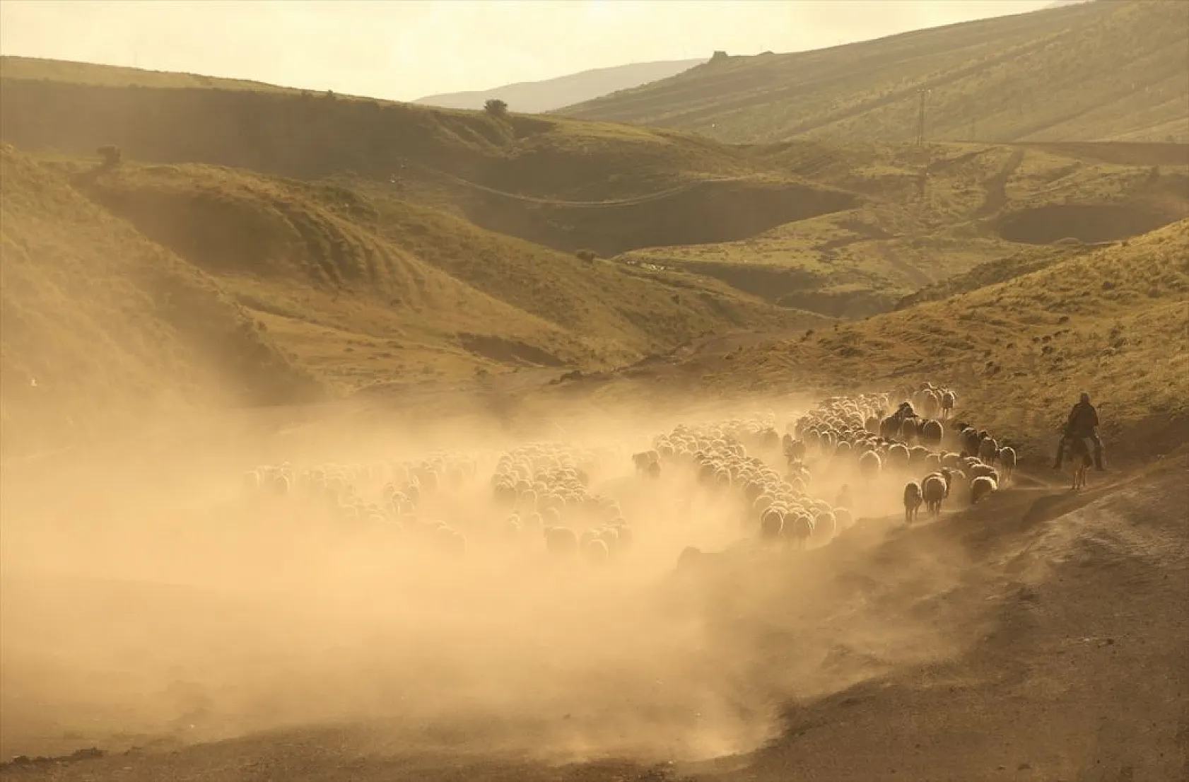 Sürülerin tozlu yolculuğu