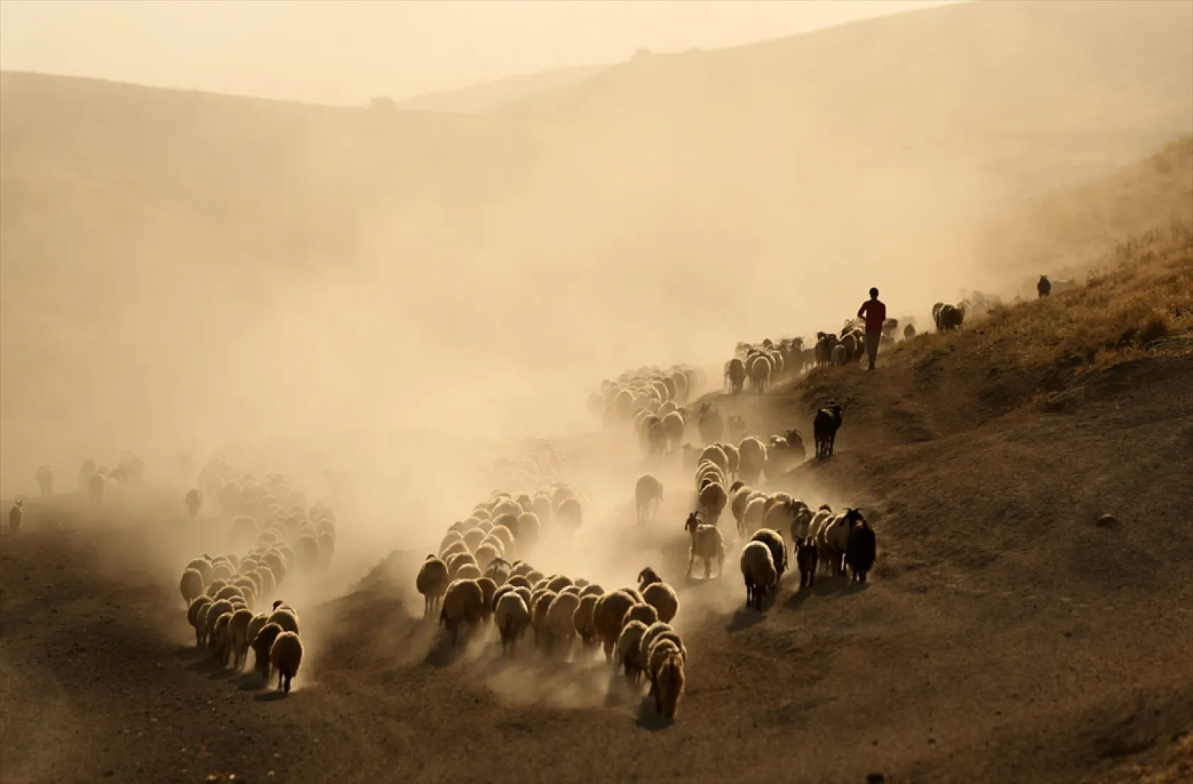 Hayvan sürüleri Nemrut Dağı eteklerinde besleniyor