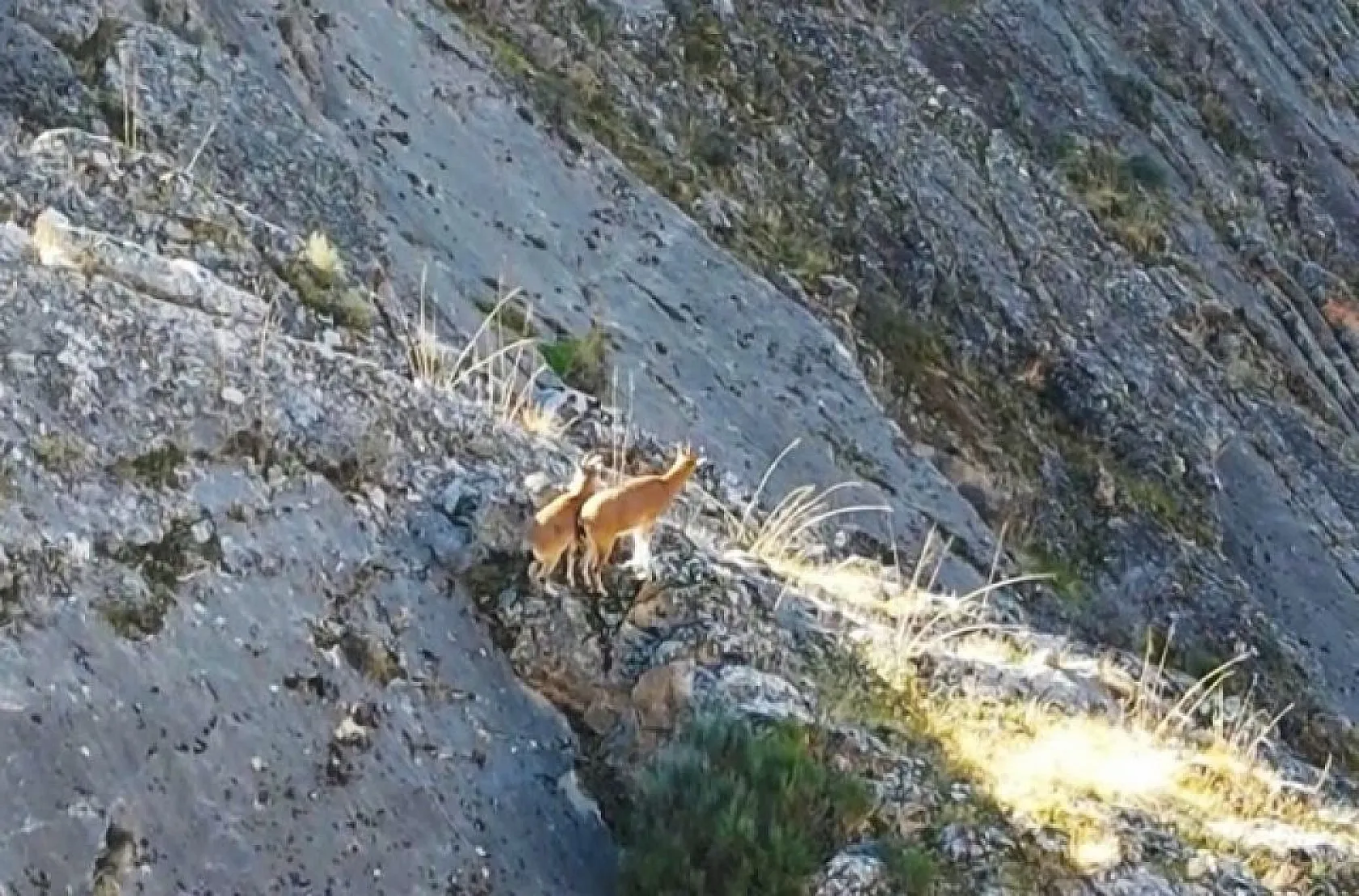 Dağ keçileri dron ile görüntülendi