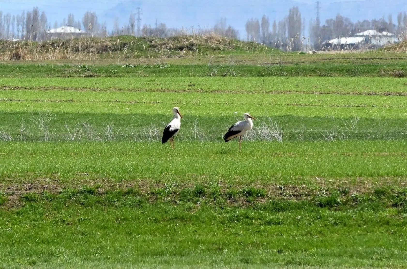 Muş Ovası kuş türlerine ev sahipliği yapıyor