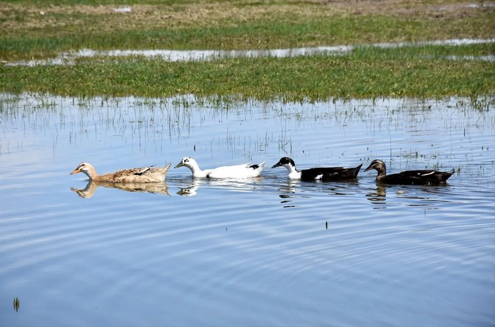 Muş Ovası kuş türlerine ev sahipliği yapıyor