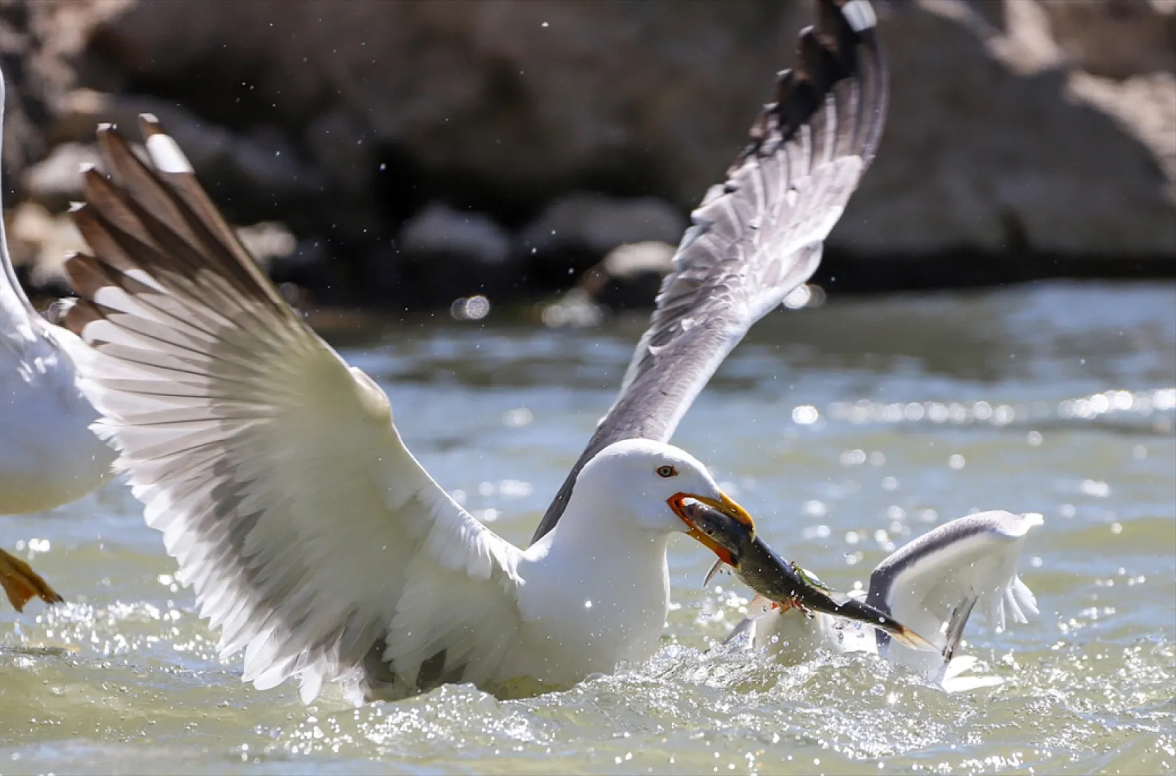 Martıların göç yolculuğundaki inci kefallerini avlama mücadelesi