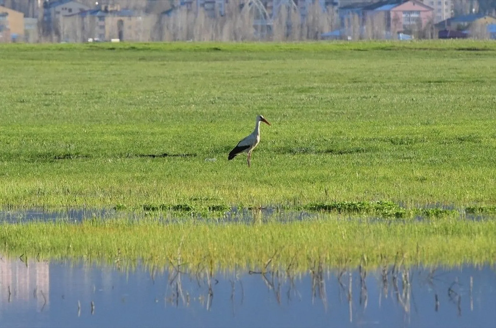 Muş Ovası kuş türlerine ev sahipliği yapıyor