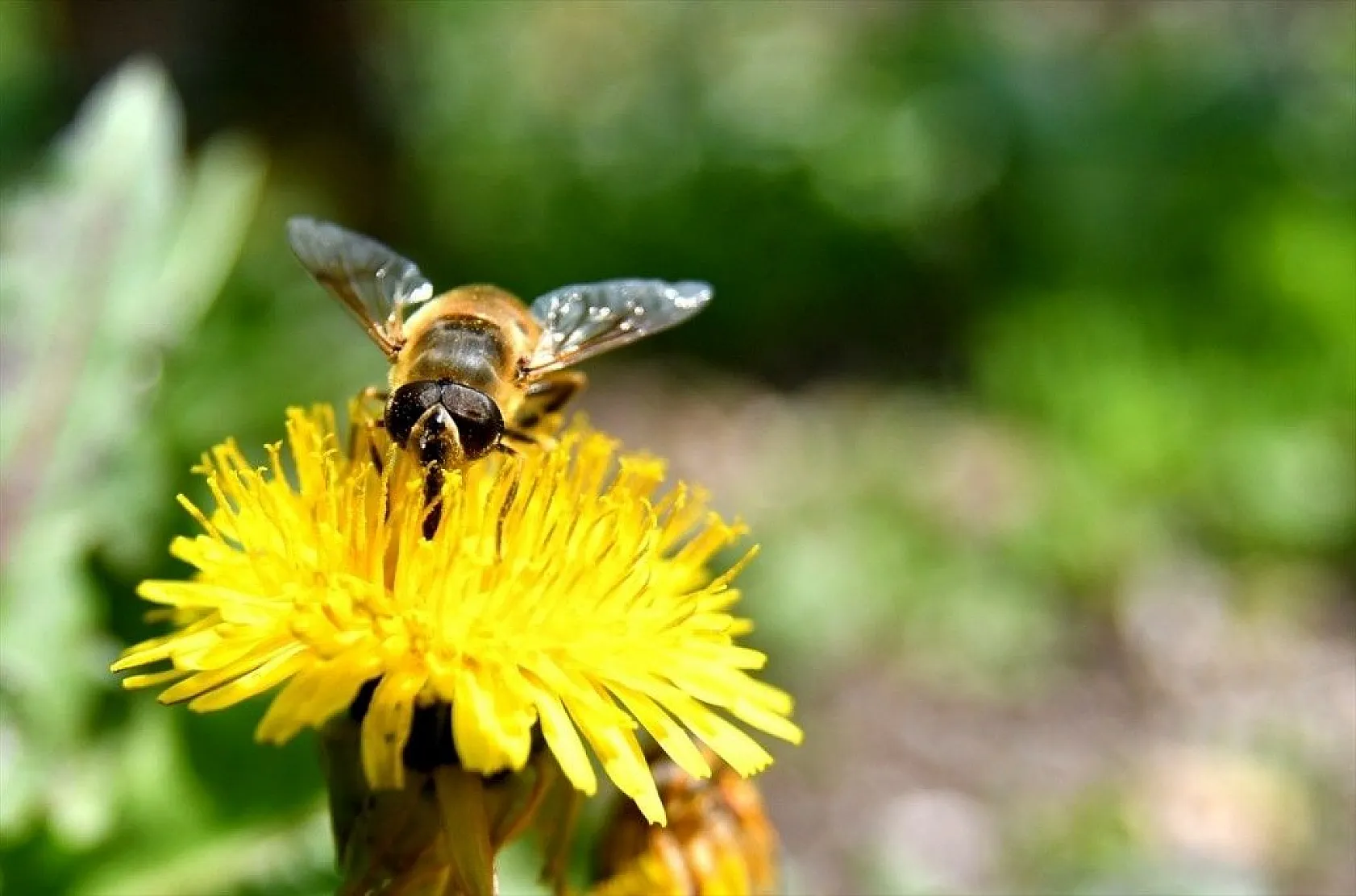 Doğadaki renk cümbüşü büyülüyor