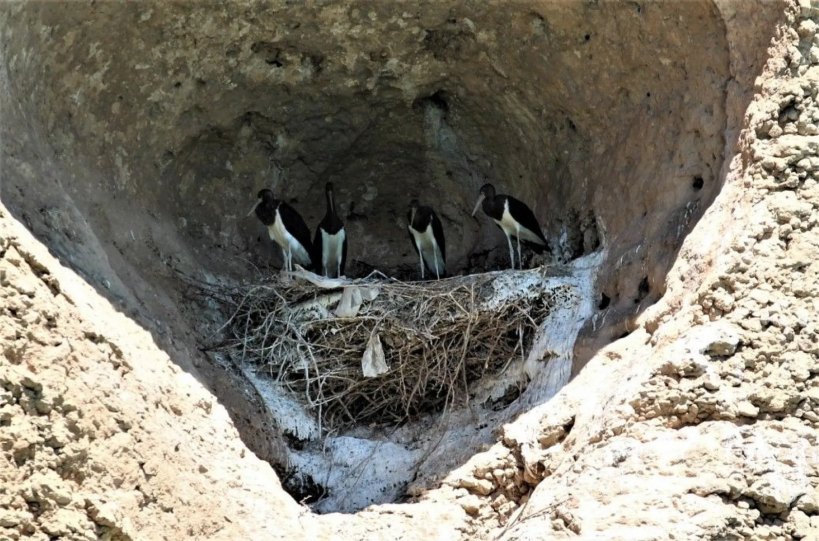 Yeni keşif 'Kara Leylek Kanyonu'