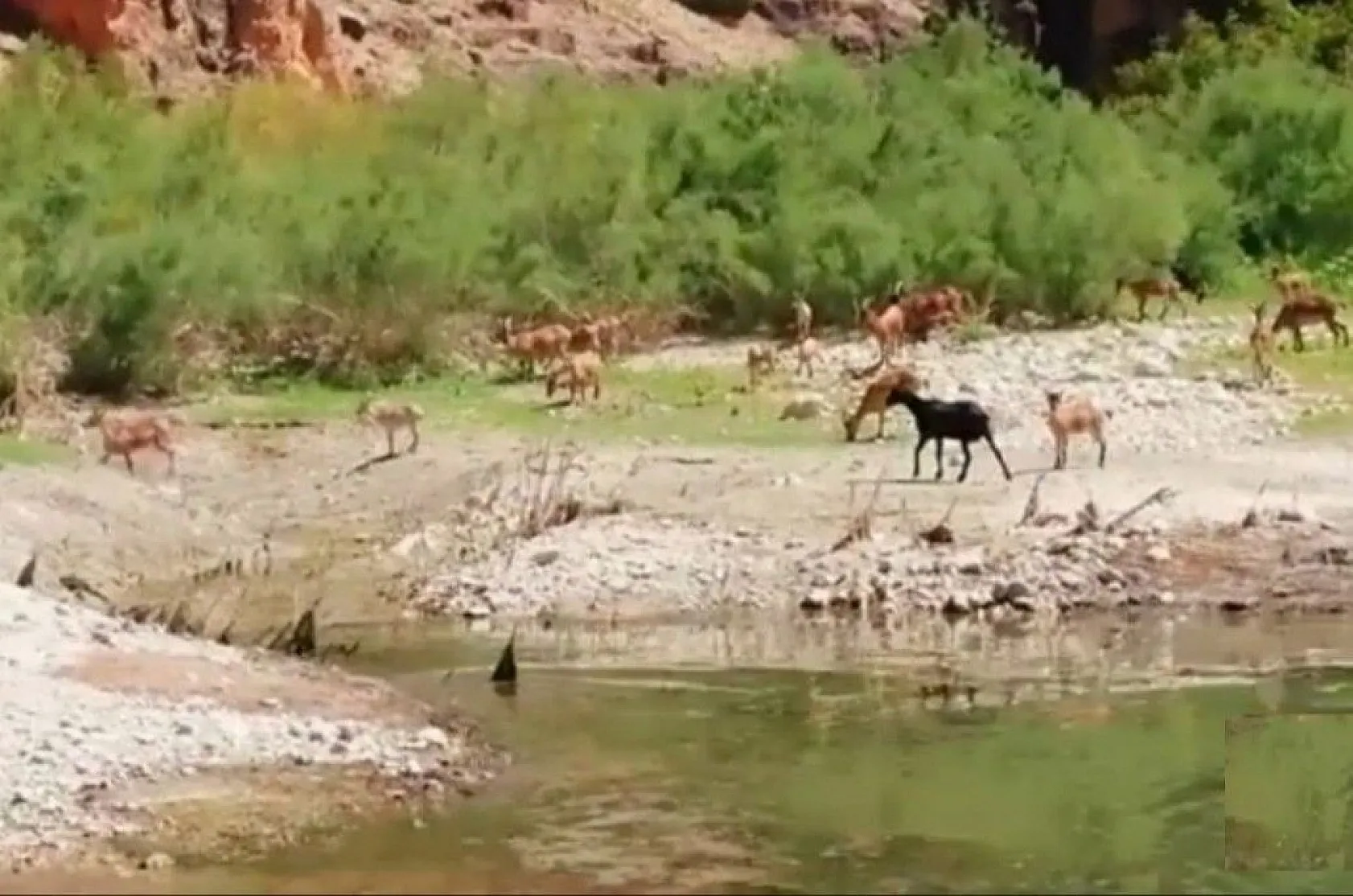 Kanyonlar yaban hayata ev sahipliği yapıyor