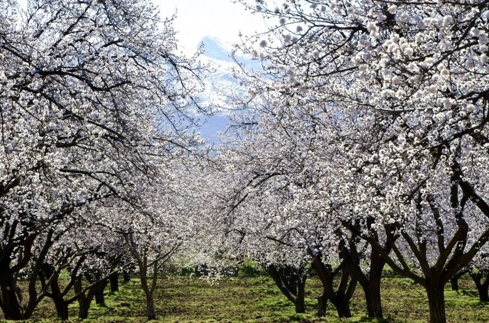 Kayısı çiçeği gelinliğine büründü