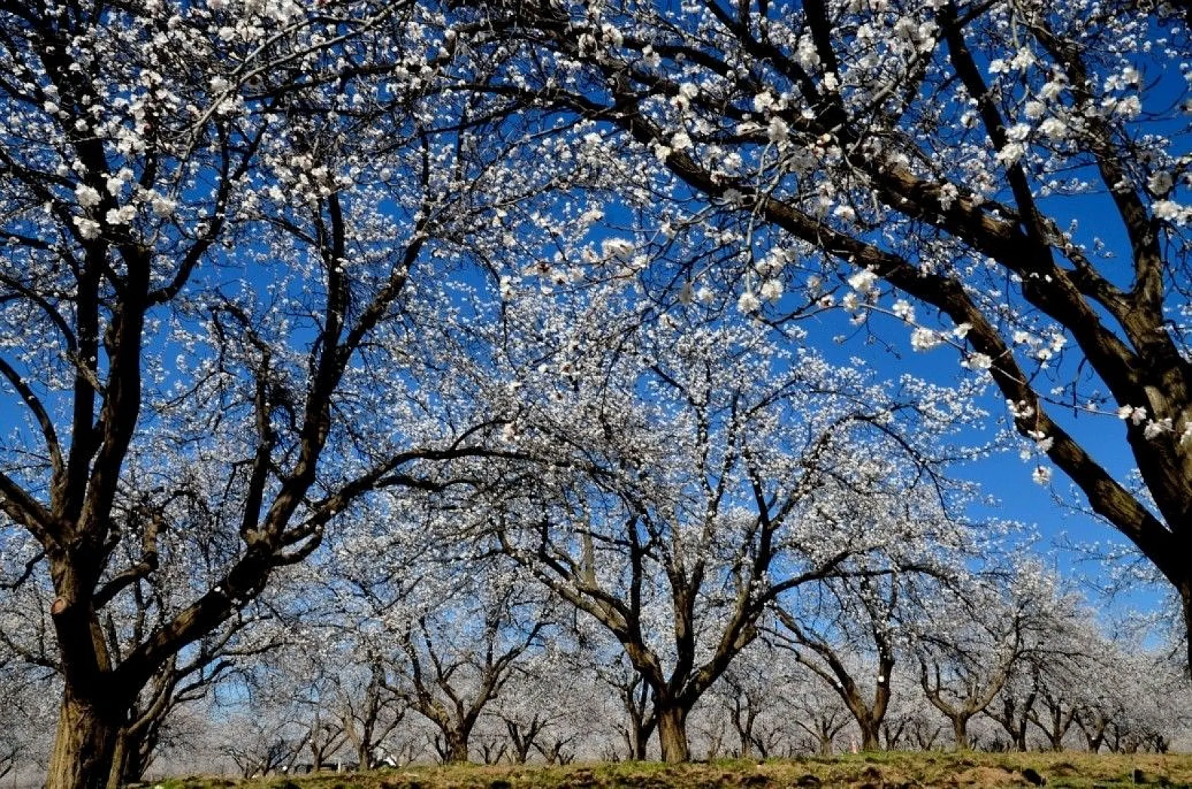 Kayısı çiçeği gelinliğine büründü